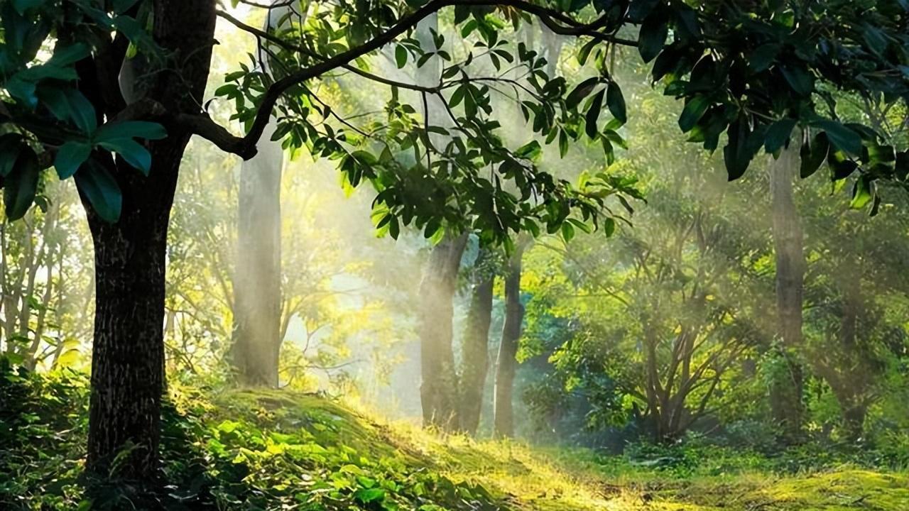 水果|万病奇方——五积散，“横扫”寒积、食积、痰积、气积、血积