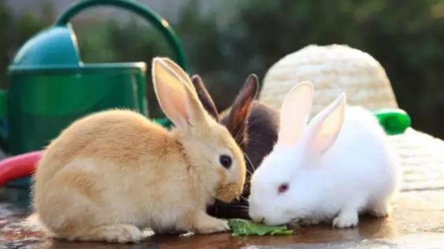 |事业欣欣向荣，好运不断来到生肖鼠面前，职场发展顺利大展宏图