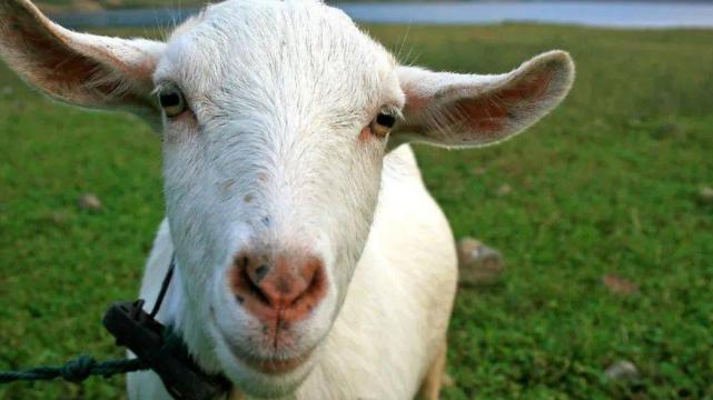 |贵人协助职场翻身，属羊人多年努力终于走向成功，事业大吉大利