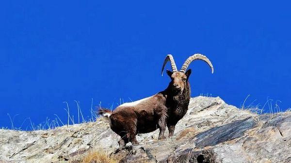 新疆北山羊，羊中之宝，好吃不能吃！