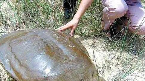 |云南大叔钓到18斤重的大王八，有人愿意高价买被拒绝，大叔却放生