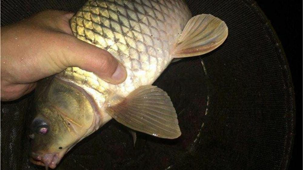 |晚春夜钓正当时！钓鱼老手分享4条爆护秘诀，狂拉大货不含糊！