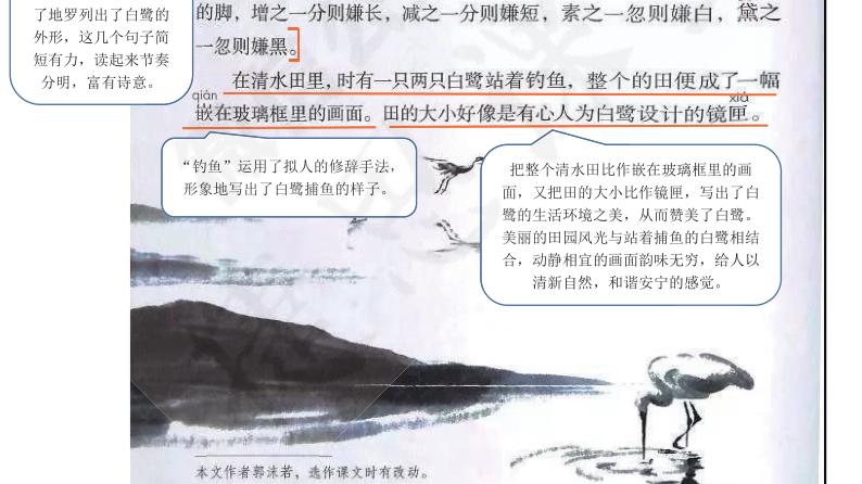 小学五年级上语文1课《白鹭》课堂笔记、阅读题及练习题