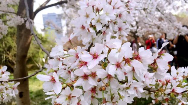 |樱花风起，寸寸相思祭  ——青龙寺樱花季