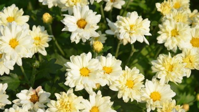 脾胃|李时珍：菊花和“它”泡一泡，效果可能比枸杞强，女生不妨一看