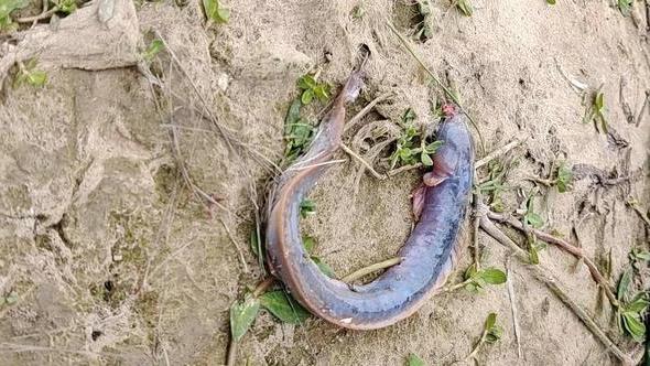 |安徽钓友钓起许多怪鱼，形似史前生物，钓友：不知道河里还有多少