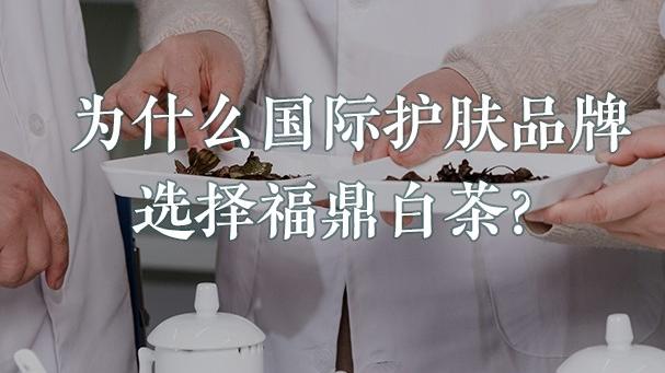 |为什么国际护肤品牌选择福鼎白茶？