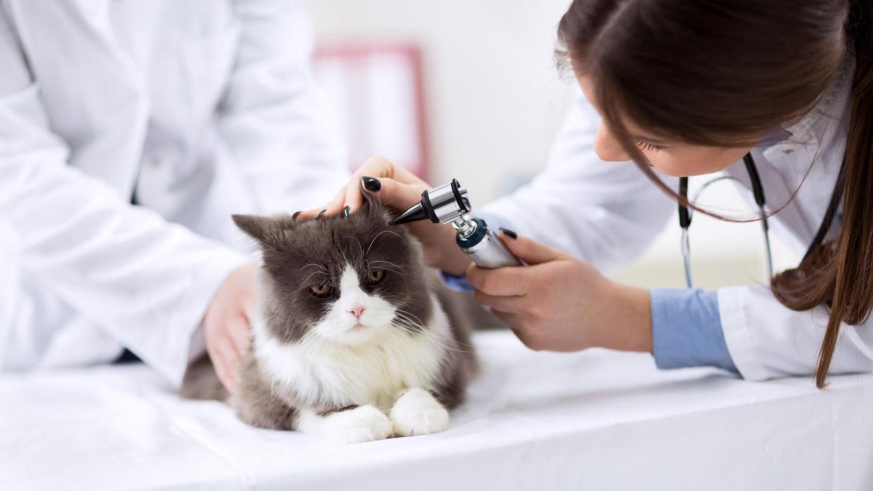 口炎最容易被忽视的猫咪健康问题，症状有哪些，怎么预防猫口炎？