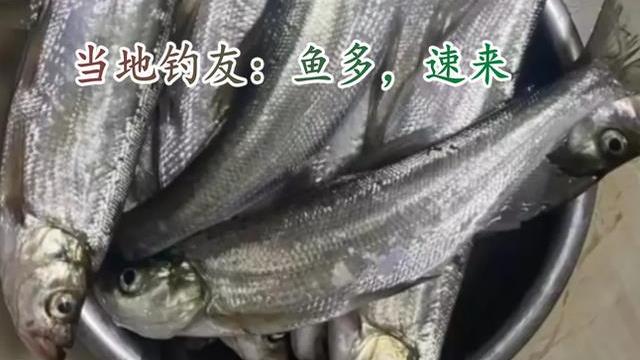 |4000钓一年，四川邛海翘嘴鱼招募令是智商税？看看当地钓友怎么说