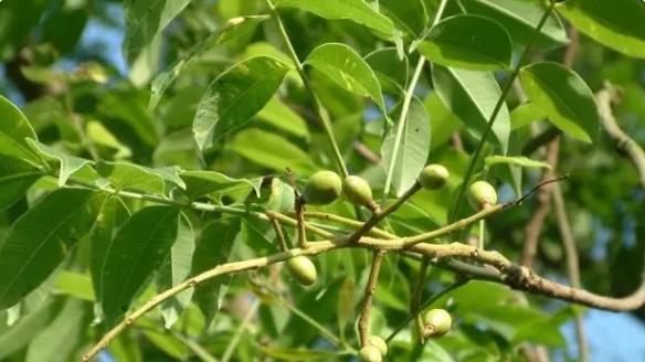 水果|南方1种奇特水果，外形神似槟榔，也叫食用槟榔青，不能嚼