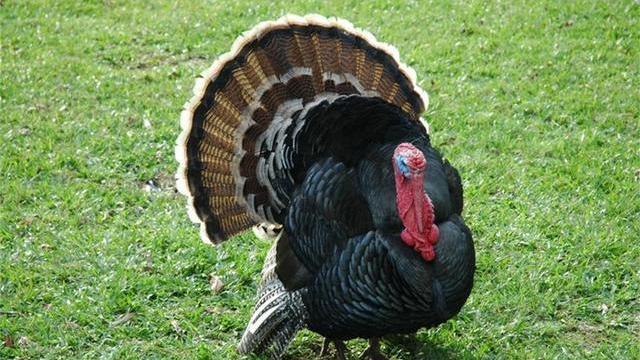 火鸡|大厨王刚也无奈！中国人不爱吃的火鸡，老外为啥当成宝？