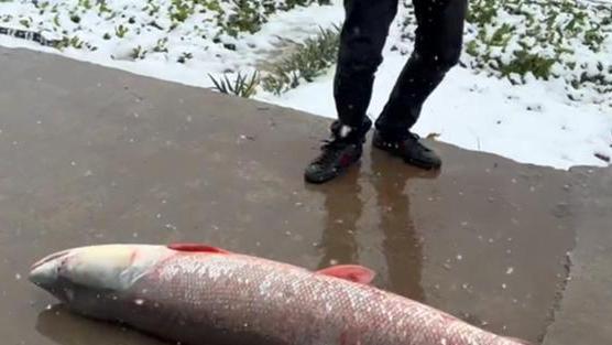 |江苏一男子的神操作，春节期间冒雪野钓，意外收获“米级”水老虎