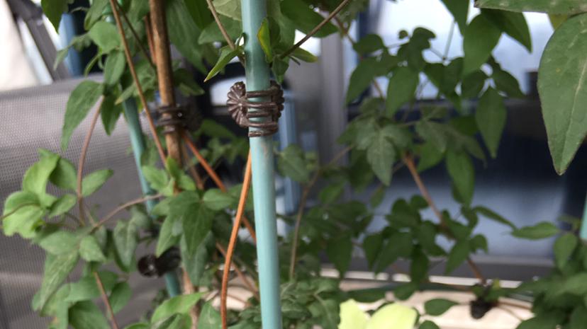 春天是铁线莲的主场，5个经典品种，颜值高又勤花