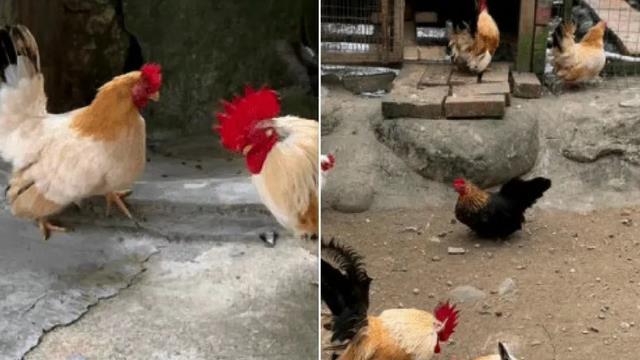 大S|大S妈妈凌晨再发文吐怨气：我将会离开烦人的地方