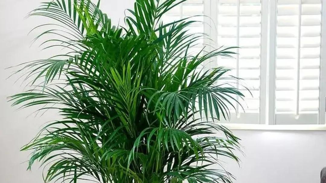 6种“漂亮植物”，放客厅，美观大方，空气清新