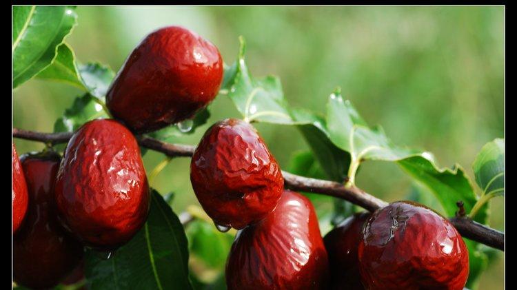 红枣|每天吃红枣，身体会得到哪些好处？每天吃几颗最合适？一文讲清楚