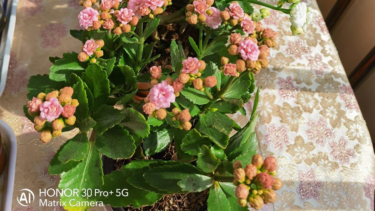 睡眠总不好，试着卧室放盆花，还能净化空气