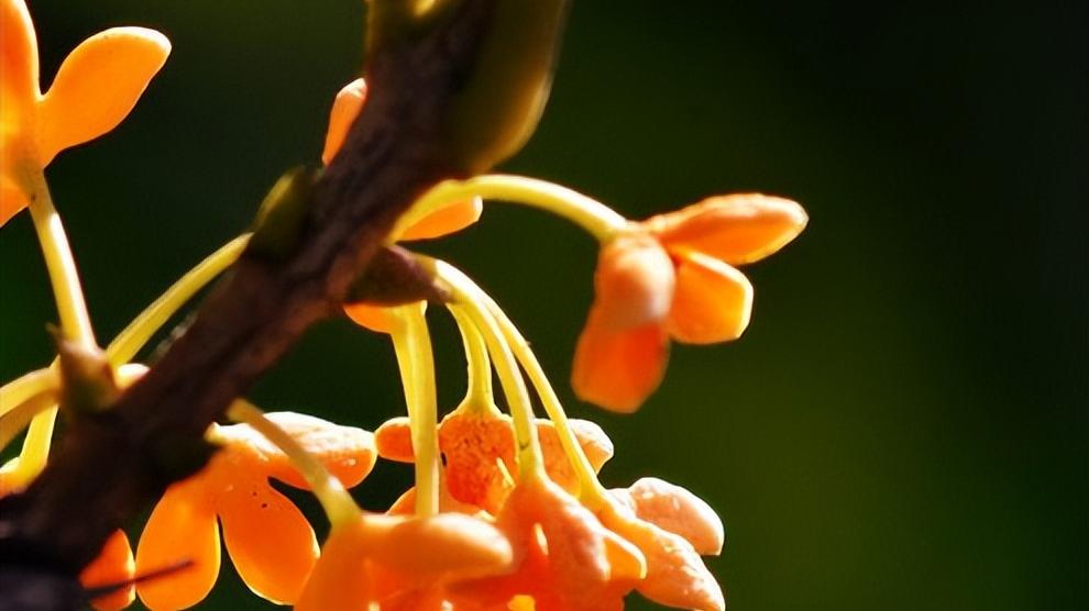 |哪几个时辰出生的人，不怕竞争，赶走对手，往后一路平顺惊喜不断