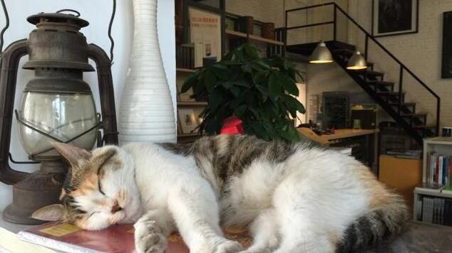 演员柯蓝晒出自己的家，客厅用铁架来做楼梯，家里弄得像工厂一样