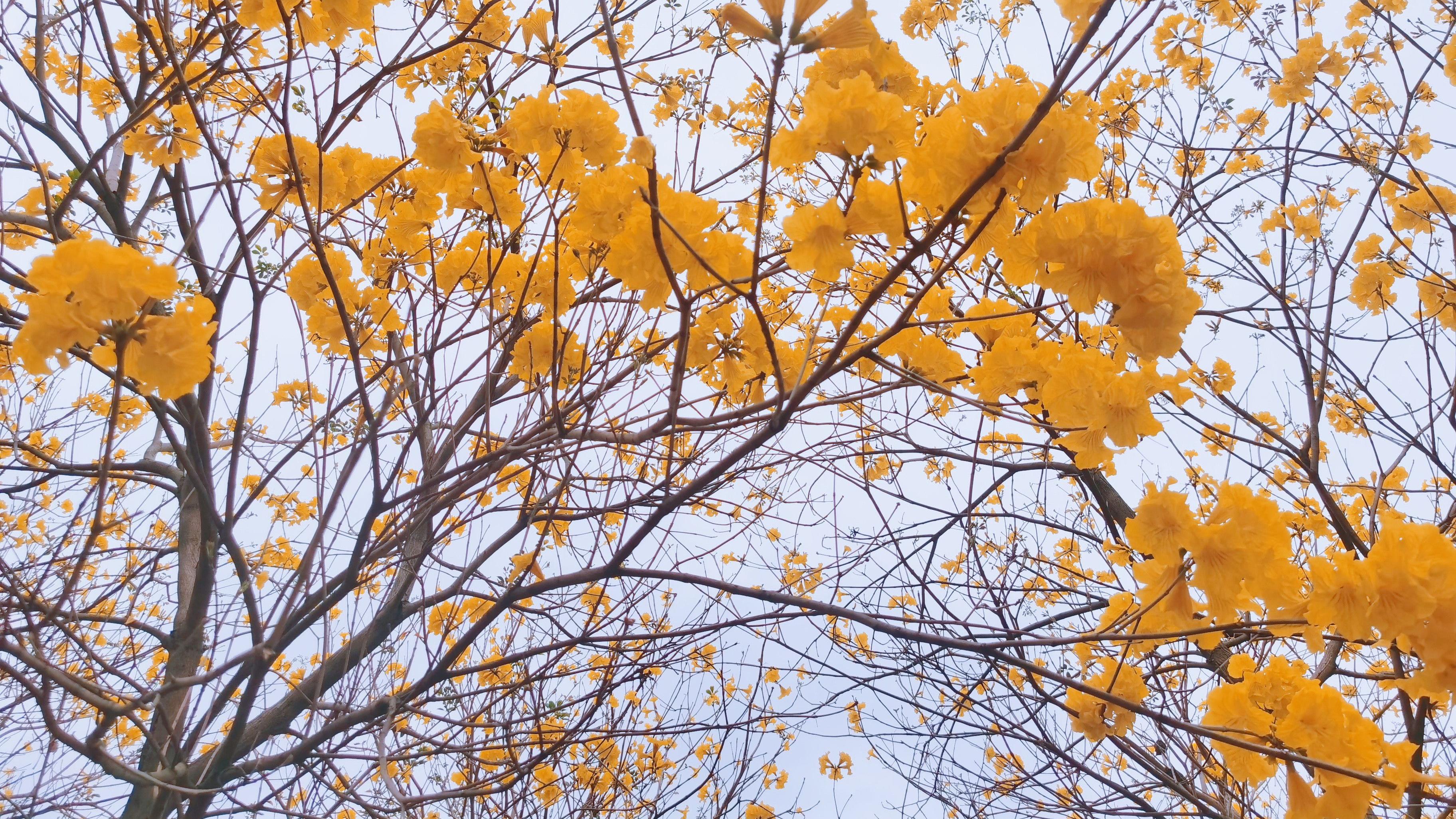 月亮|一树黄花春已到，待看黄花满地金，顺德春日赏花