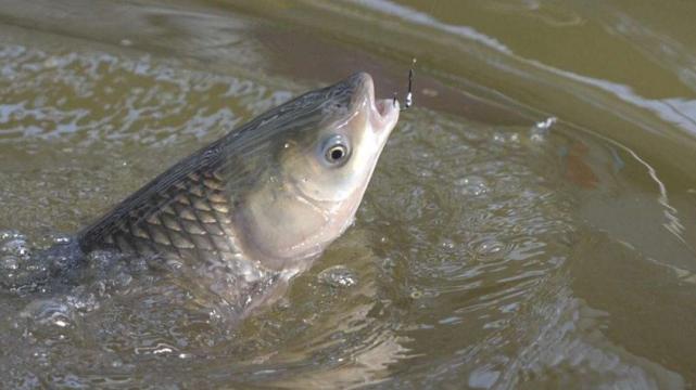 |小暑到，鱼怕热！小暑过后牢记“4钓4不钓”，照样也能爆护