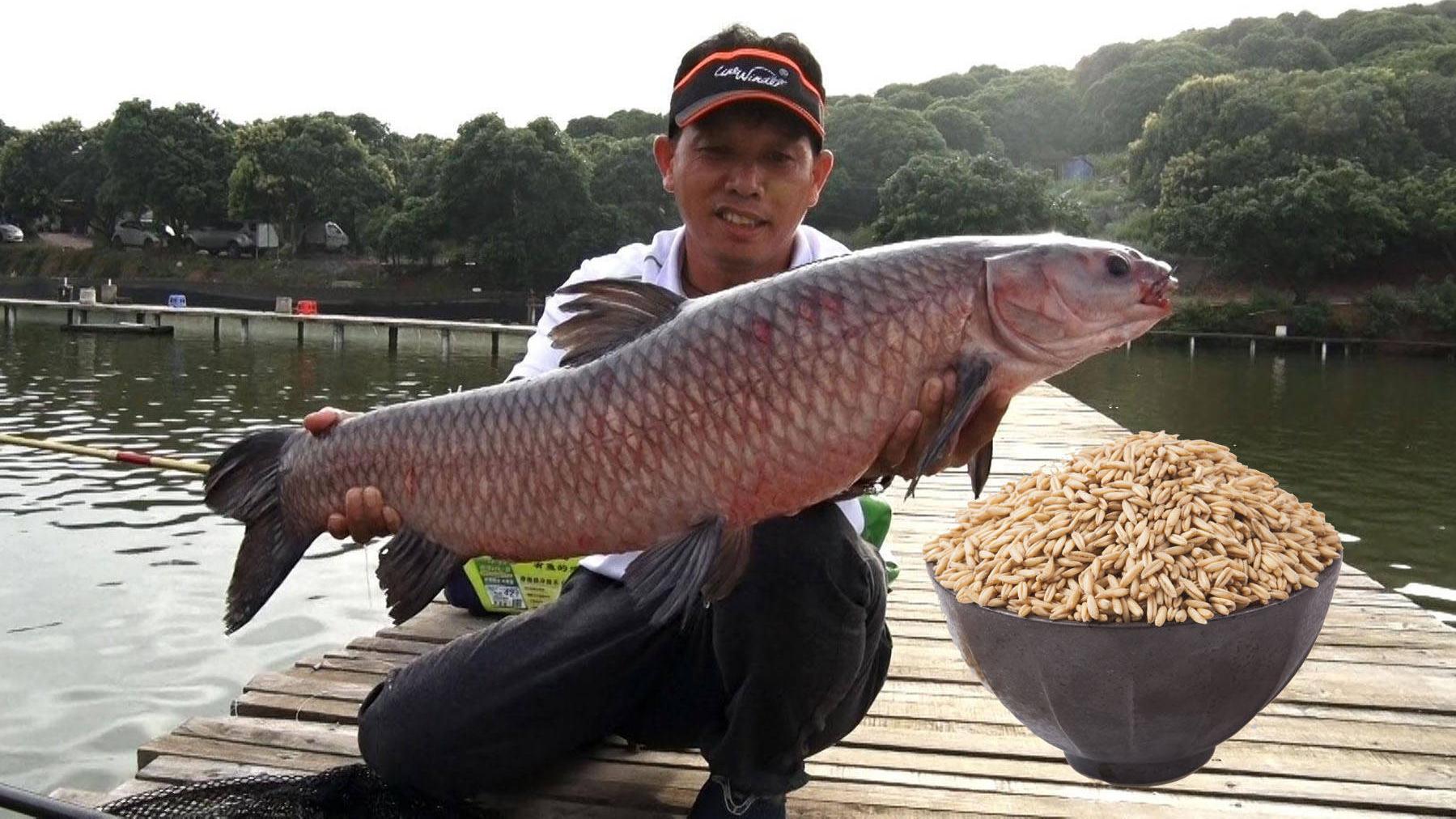 |窝料和钓饵究竟哪个更重要？钓鱼窝料和钓饵重要性分析