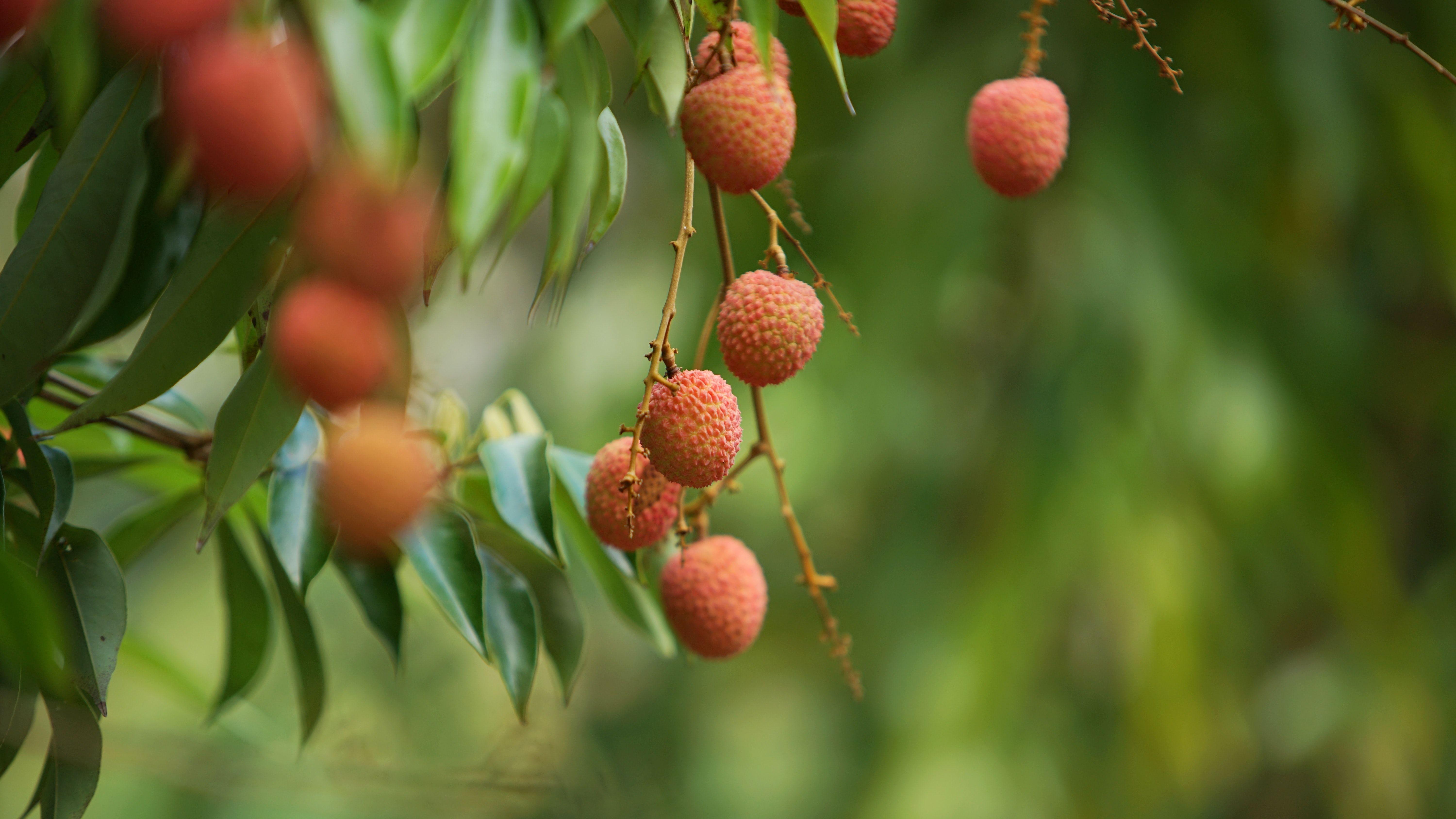 水果|8岁女童突然急性中毒，只因吃了这一物！