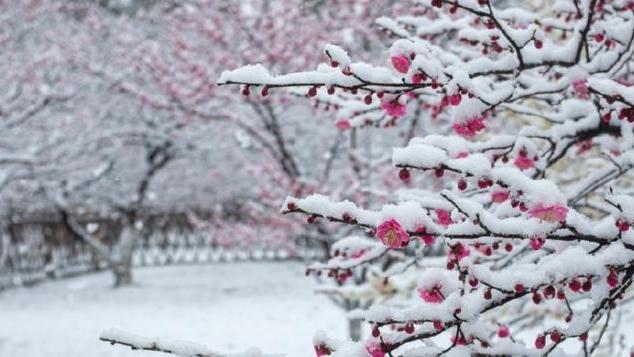 杭州西湖|雪落杭州西湖，雪天一色美不胜收