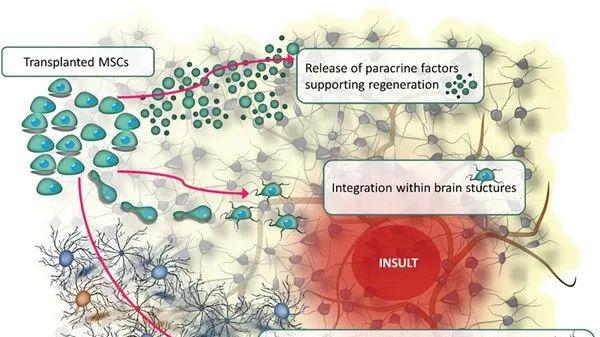间充质干细胞在治疗八大类神经系统疾病中的应用