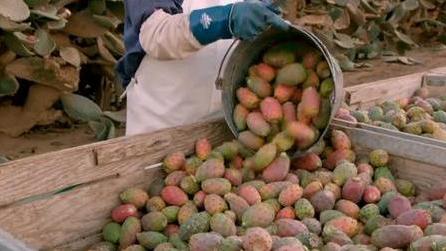 仙人掌果|国人把它当观赏植物，任其枯萎烂掉，国外人却当成美食！