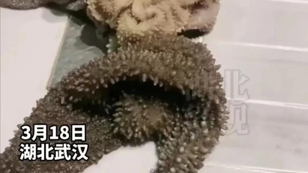 毛肚|39元一盘的毛肚只有4片？