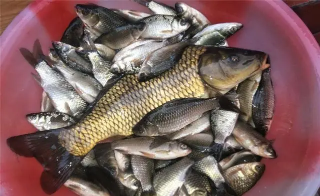 |这些钓鱼人讨厌的小杂鱼，却比鲫鱼鲤鱼草鱼更好吃，这是为何呢？