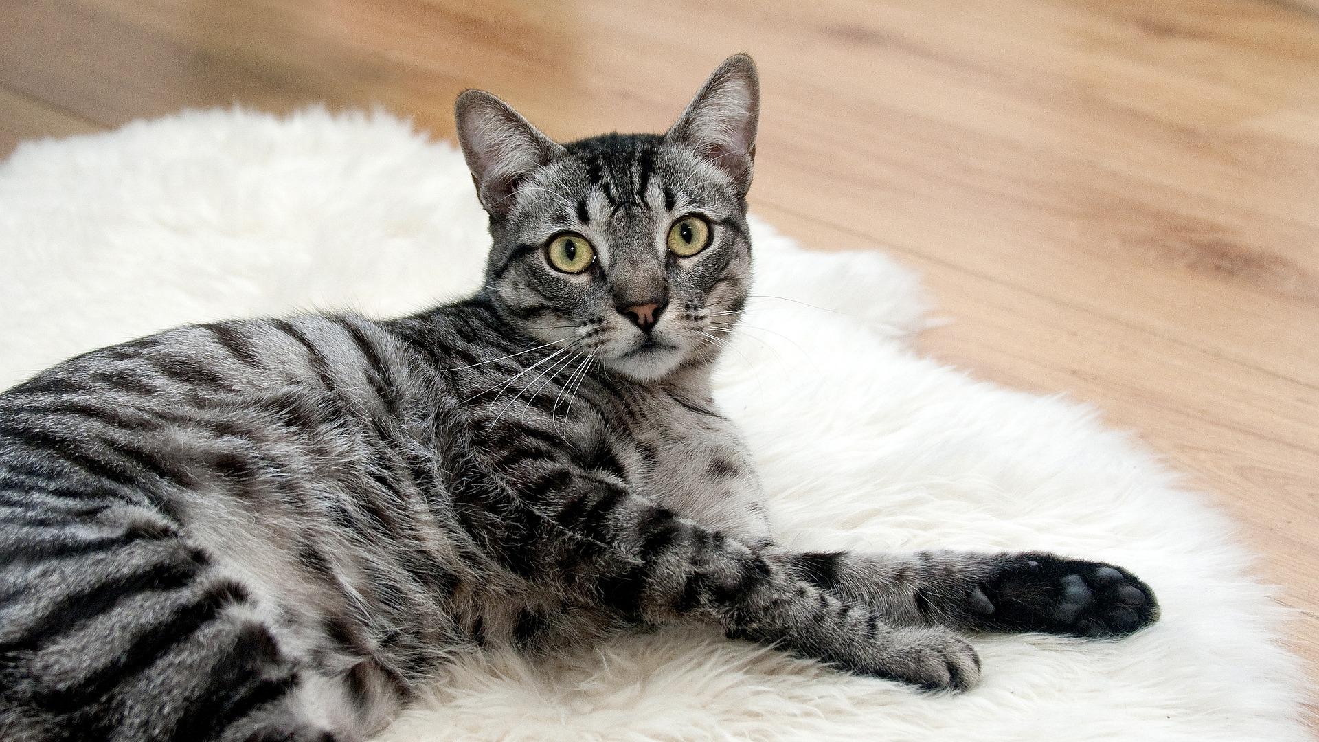 让猫咪毛发柔顺的技巧，你还不知道吗？