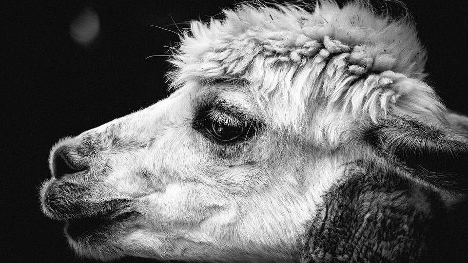 |三分天注定七分靠选择，身在职场，你是狼还是羊