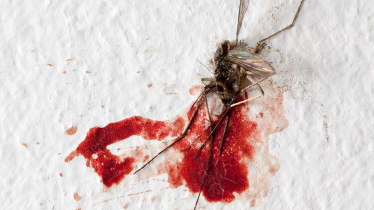 一群人里，为什么蚊子只咬你？独家揭秘真相（附防蚊方法大PK）