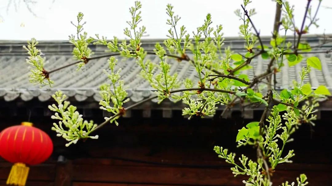 旅游日|青州古城 | 一城烟雨半城花，这里有醉美的江南之春