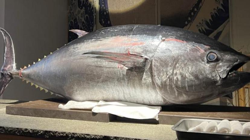 疯狂|捕捞金枪鱼为啥不能用渔网？且能连续钓不用摘钩，它自己愿者上钩？