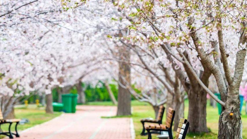 大连|比厦门浪漫的海滨老城，5月成了樱花的世界，却低调得鲜有人知！