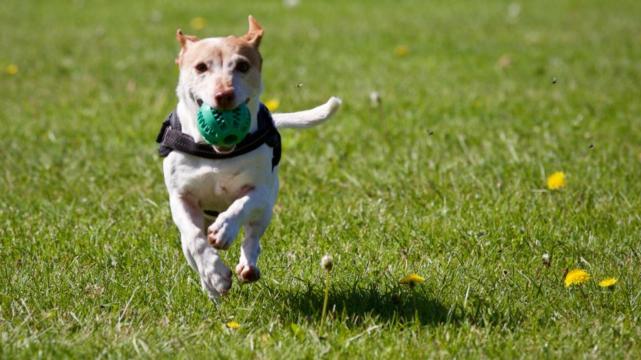 白羊座|好运纷纷找上门，属狗人近期喜事不断运势来袭，好事一箩筐