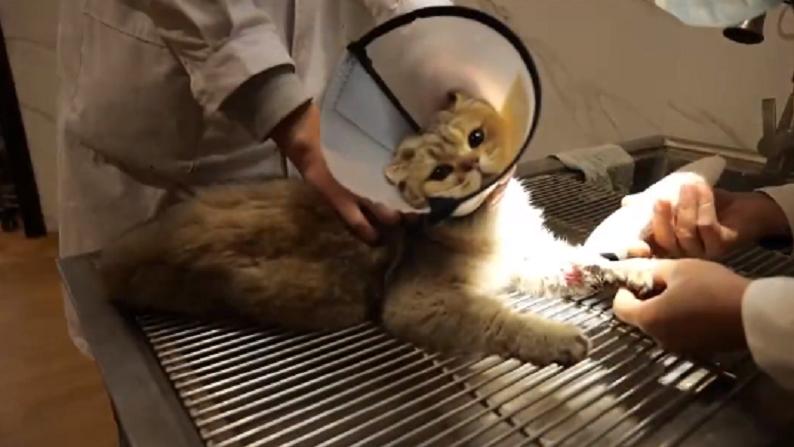 四肢骨折，疑似坠楼后躲进车库里的猫咪，挣扎着，爬进了小哥的航空箱