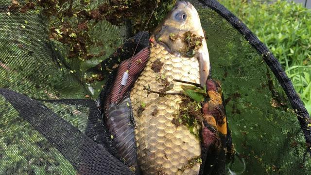 |钓龄久就代表技术好？如果钓鱼也分段位，老手只能排到黄金段位