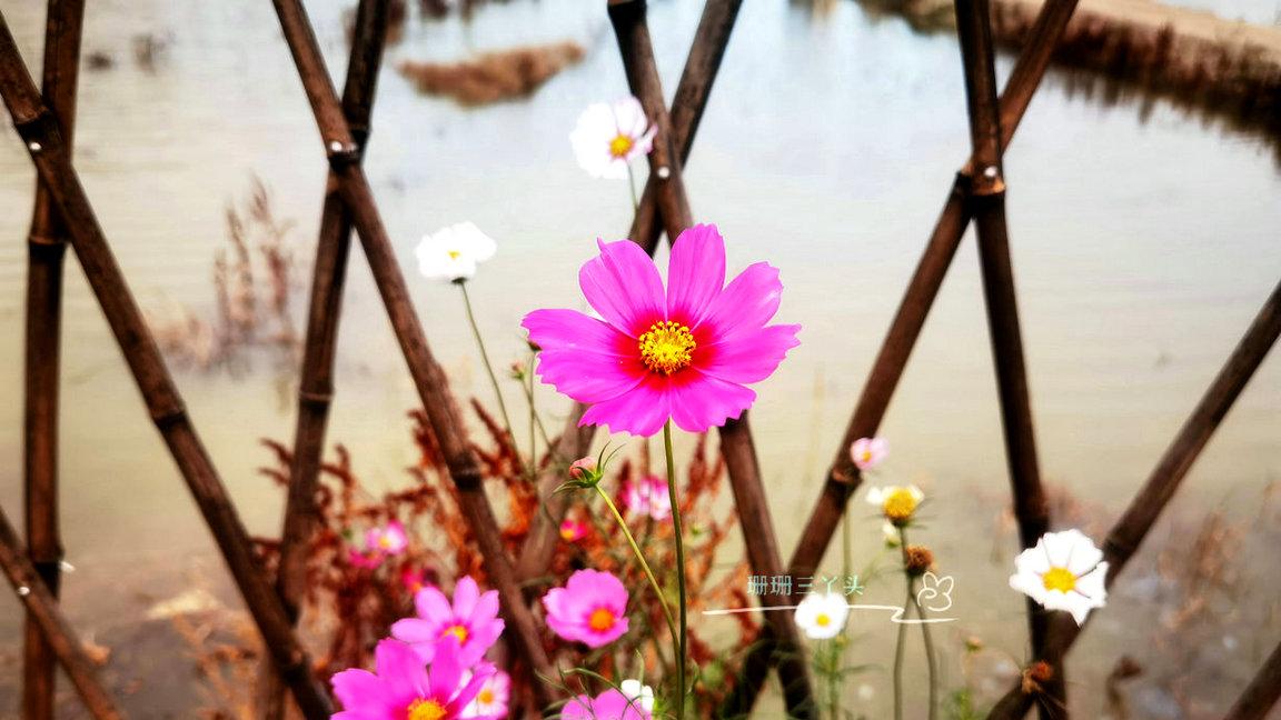 广州市|广州“小众”农业公园，在珠江入海口旁，有惊艳花海，可圆田园梦