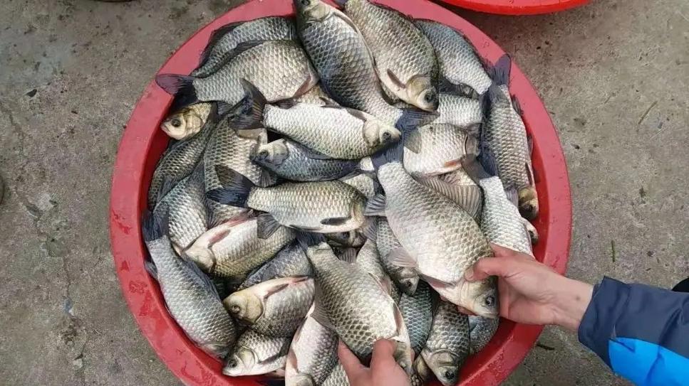 饵料|难怪野钓总是钓不到鱼，看了水底视频，我发现了鲫鱼的特殊癖好