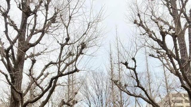 木村拓哉|51岁工藤静香炸街，穿LV大衣找烤地瓜，木村拓哉戏约不断赚钱养家