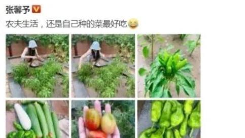 张馨予|张馨予，晒自家菜园子，走红网络，品种很多，最后一个大丰收