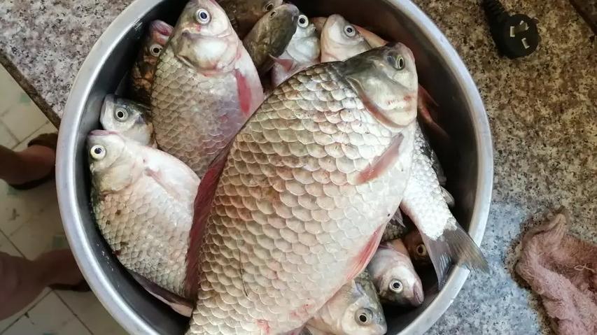 |春季野钓大鲫鱼的高峰期已到，有这几种钓法助阵，大鲫鱼连竿上
