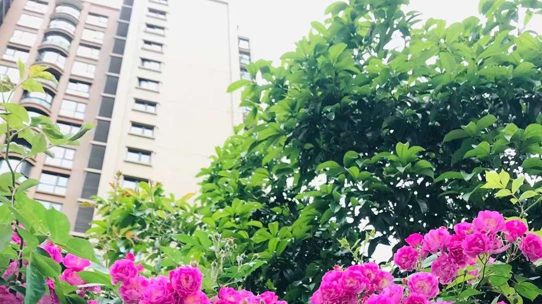 广元|高清大图：广元这条路的蔷薇花开啦，现在去刚刚好！