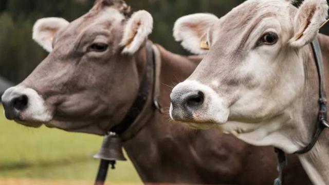 穿衣搭配|喜事成堆财运来敲门，属牛人在虎年得到眷顾，在职场得到领导器重