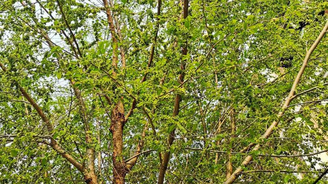 牛奶|春天宁可少吃肉，也别错过此菜，比荠菜还鲜，不懂吃可惜了