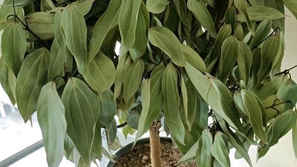 新房子装修完了，买这3种植物养在家里，全年不黄叶，能净化空气